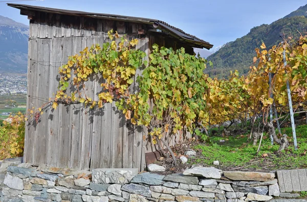 葡萄园里的木棚屋 建在干枯的石墙上 后面是群山 — 图库照片