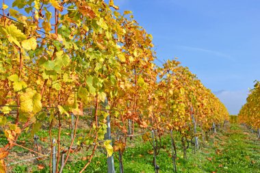 Sonbaharda yaprakları altın rengine dönen üzüm bağları.