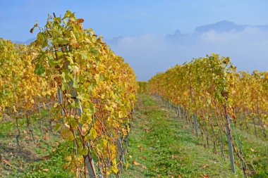 UNESCO listesinde yer alan Lavaux bölgesindeki Cenevre Gölü 'nün üzüm bağları, sonbaharda arka planda Alpler ile birlikte. Vaud kantonunda çekilmiş.