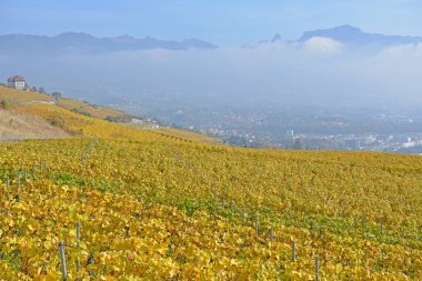 Sonbaharda UNESCO tarafından listelenen Lavaux bölgesinde yer alan Cenevre Gölü yakınlarındaki üzüm bağları, arka planda Vevey kasabası ve Alpler manzaralı. Vaud kantonunda çekilmiş.