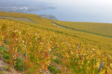 UNESCO 'nun Lavaux bölgesinde yer alan Cenevre Gölü yakınlarındaki üzüm bağlarında, sonbaharda arka planda Vevey kasabası yer almaktadır. Vaud kantonunda çekilmiş.