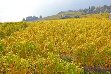 Sonbaharda UNESCO tarafından listelenen Lavaux bölgesindeki Cenevre Gölü 'ne bakan üzüm bağları ve taş duvarlar. Vaud kantonunda çekilmiş.