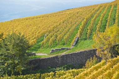 Sonbaharda, UNESCO tarafından listelenen Lavaux bölgesindeki Cenevre Gölü yakınlarındaki üzüm bağları. Vaud kantonunda çekilmiş.