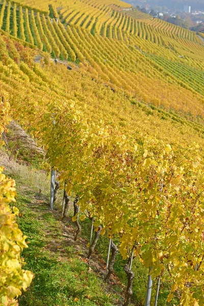 Linjer Spaljerade Vinstockar Vid Genèvesjön Unesco Listade Området Lavaux Hösten — Stockfoto