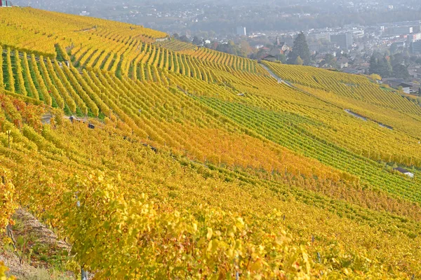 Vineyards by Lake Geneva in the UNESCO listed area of Lavaux with the town of Vevey in the background, in the fall. Taken in the swiss canton of Vaud
