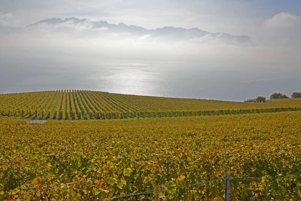 Vineyards Kilátással Genfi Tóra Unesco Listáján Szereplő Terület Lavaux Ősszel — Stock Fotó