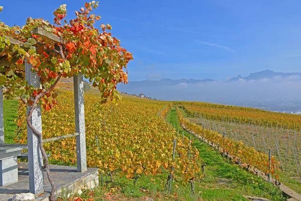Vineyards Trellised Dining Area Lake Geneva Unesco Listed Area Lavaux — Stock Photo, Image