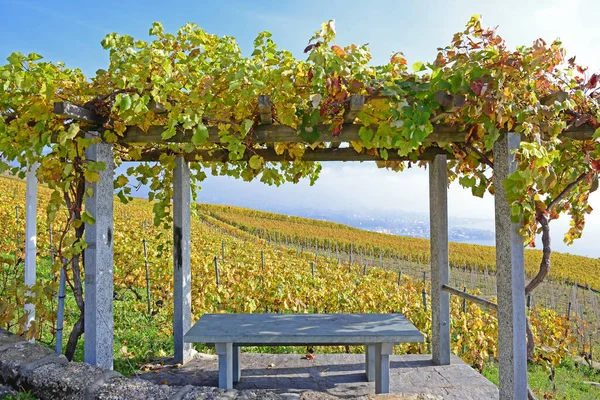 Vineyards Overlooking Lake Geneva Unesco Listed Area Lavaux Fall Trellis — Stock Photo, Image