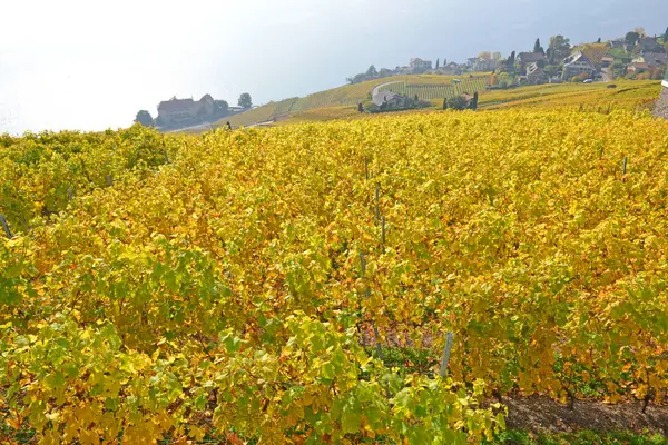 Vineyards Stone Walls Overlooking Lake Geneva Unesco Listed Area Lavaux — Stock Photo, Image