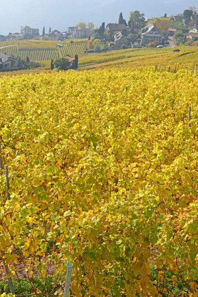 Vineyards Lake Geneva Unesco Listed Area Lavaux Fall Taken Swiss — Stock Photo, Image