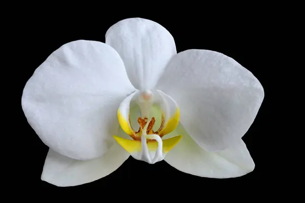 Close Image Phalaenopsis Orchid Bloom Also Known Moth Orchid Isolated — Stock Photo, Image