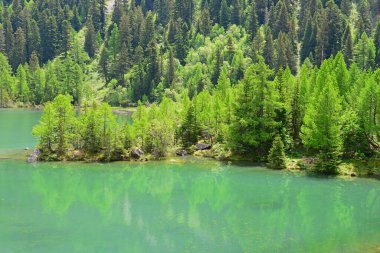 İsviçre Alpleri 'nde yeşil çam ağaçlarının farklı tonlarıyla Dağ Gölü. Valais bölgesindeki Derborance Gölü.