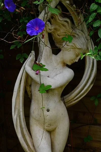 Statue Goddess Aphrodite Shady Garden Morning Glory Vine — Stock Photo, Image
