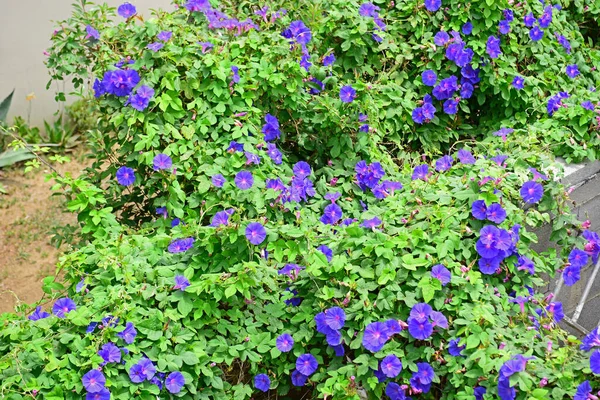 Morning Glory Vine Popular Colourful Addition Garden Its Long Lasting — Stock Photo, Image