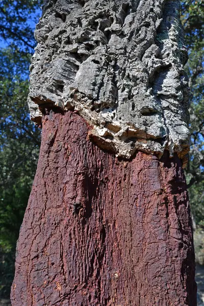 コルクオークの木の樹皮の収穫は ボトルのためのコルクストッパーを作るために 古代の伝統 — ストック写真