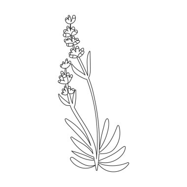 Lavender vector icon. Outline vector icons isolated on white background lavender.