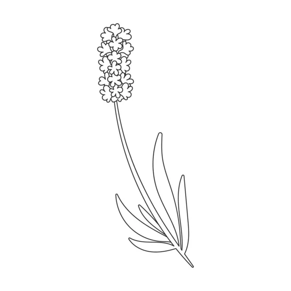 Lavendelvektorsymbol Umrissvektorsymbole Isoliert Auf Weißem Hintergrund Lavendel — Stockvektor