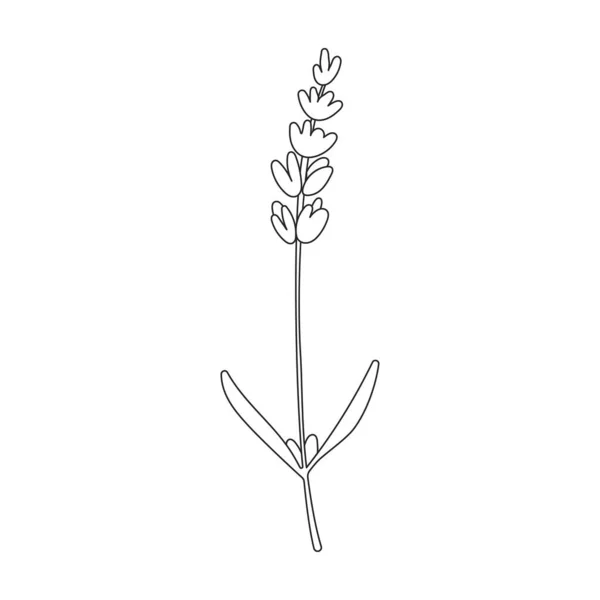 Lavendelvektorsymbol Umrissvektorsymbole Isoliert Auf Weißem Hintergrund Lavendel — Stockvektor