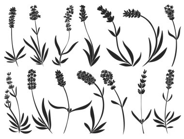 Lavanta taşıyıcı siyah simge. İzole edilmiş siyah set simgeleri lavandüla.Beyaz arkaplanda vektör illüstrasyon lavantası .