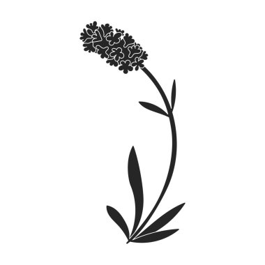 Lavanta vektör simgesi. Siyah vektör logosu beyaz arka plan lavantasına izole edildi.