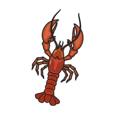 Istakoz vektör simgesi. Beyaz arka plan ıstakozunda izole edilmiş renk vektör logosu..