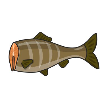 Deniz balığı vektör simgesi. Renkli vektör logosu beyaz arkaplan deniz balığının üzerinde izole edilmiş..