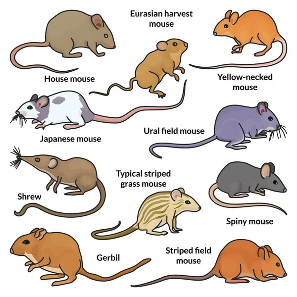 Maus Von Tier Isoliert Farb Set Symbol Vector Illustration Maus — Stockvektor