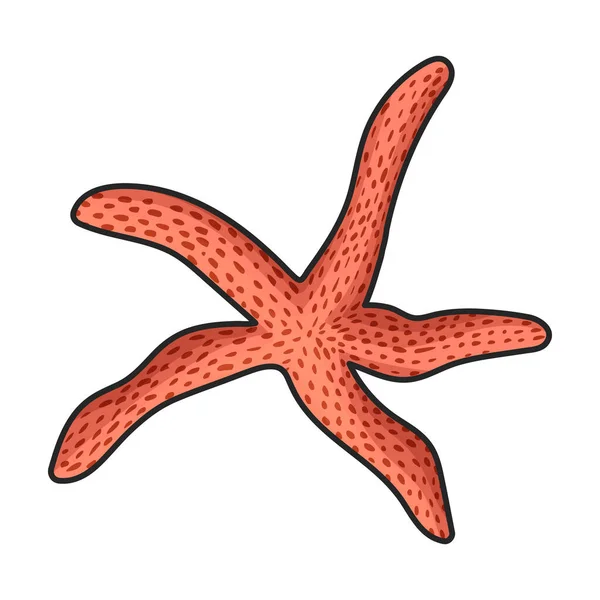 Иконка Вектора Морской Звезды Цветной Вектор Логотипа Изолирован Белом Фоне — стоковый вектор