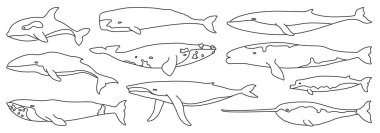 Deniz balinası ana hatları simge oluşturdu. Beyaz arka planda deniz hayvanının izole edilmiş ana hatları..