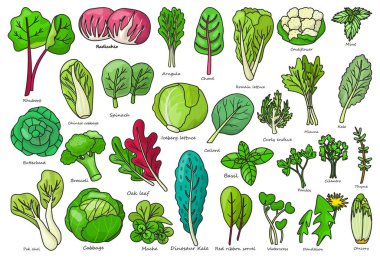 Sebze marul rengi vektör simgesi. İzole edilmiş renkli sebze salatası resmi. Vektör çizimi marul yaprağı ve lahana.