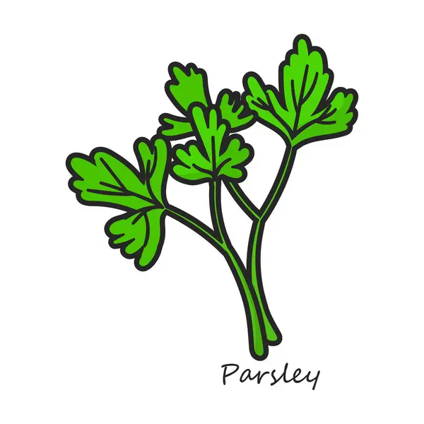 stock vector Parsley vector icon. Color vector logo isolated on white background parsley.