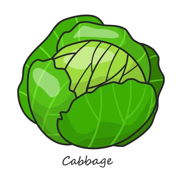 Cabbage Vector Icon Color Vector Logo Isolated White Background Cabbage — Stock Vector