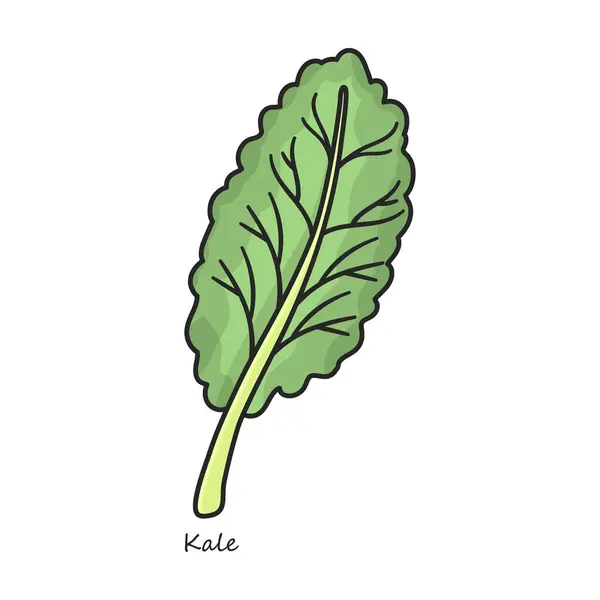 Kale Vectoricoon Kleur Vector Logo Geïsoleerd Witte Achtergrond Boerenkool — Stockvector