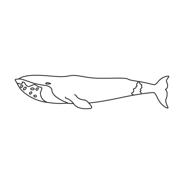 Ícone Vetorial Baleia Gronelandesa Delinear Logotipo Vetor Isolado Fundo Branco — Vetor de Stock