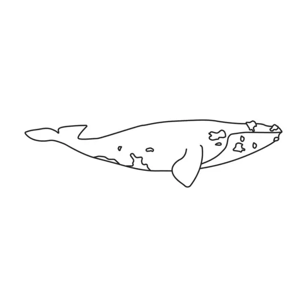 Φάλαινα Νότια Ομαλή Ιαπωνική Εικόνα Λογότυπο Διάνυσμα Περίγραμμα Απομονώνονται Λευκό — Διανυσματικό Αρχείο