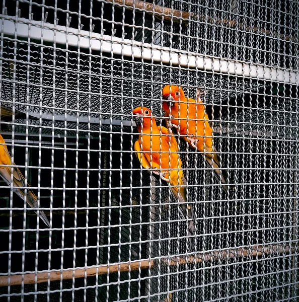 Papagaio Verde Cabeça Vermelha Cag — Fotografia de Stock
