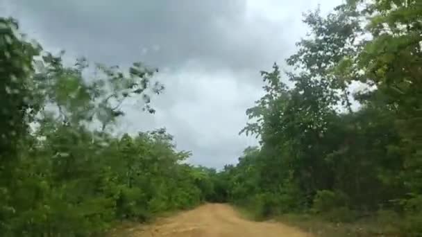Salir Carretera Tierra Recreo Parte Superior Del Bosque Pov Naturaleza — Vídeo de stock