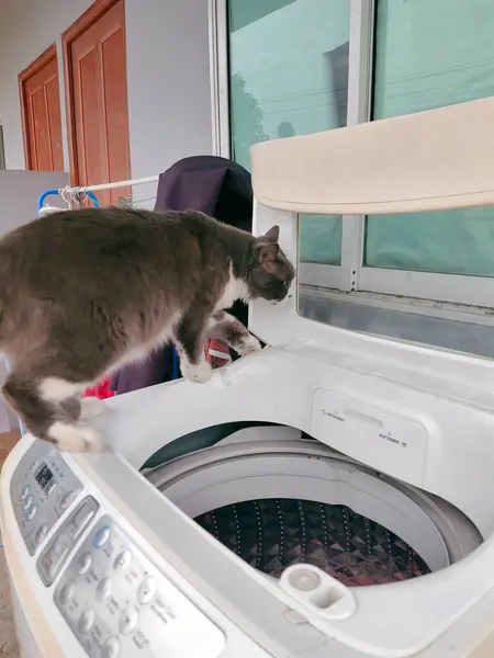 black cat on washing machine