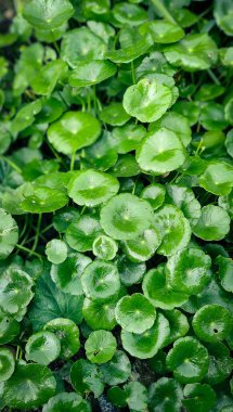 Tropik yeşil su bitkileri