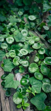 Tropik yeşil su bitkileri