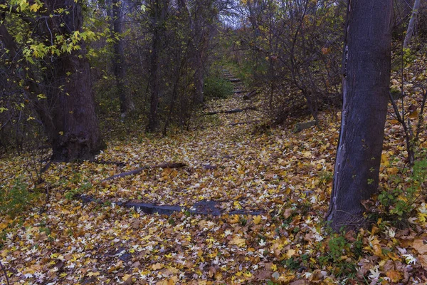 Fallendes Laub Von Den Bäumen Bedeckte Den Boden Der Herbst — Stockfoto