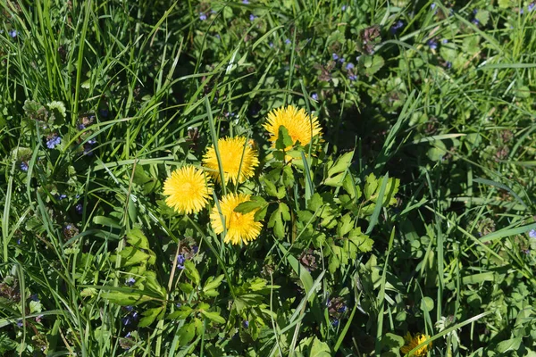 Dandelions Green Grass — Zdjęcie stockowe