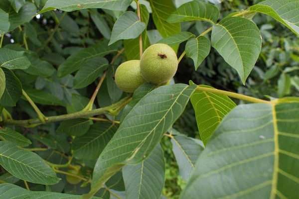 Mladé Ořechy Zelené Listy Ořechové Větvi — Stock fotografie