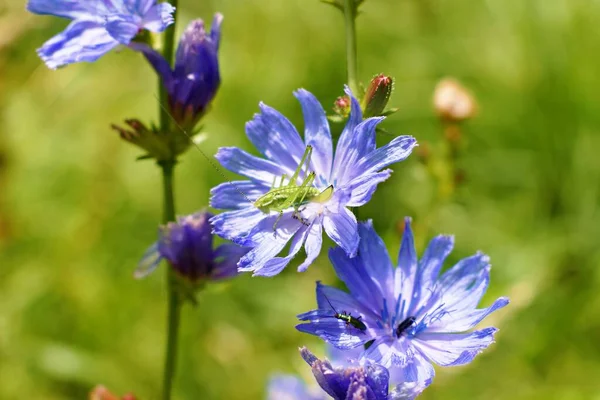 stock image Green grasshopper on a chicory flower