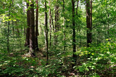 Yaz ormanında yaprak döken tezgah