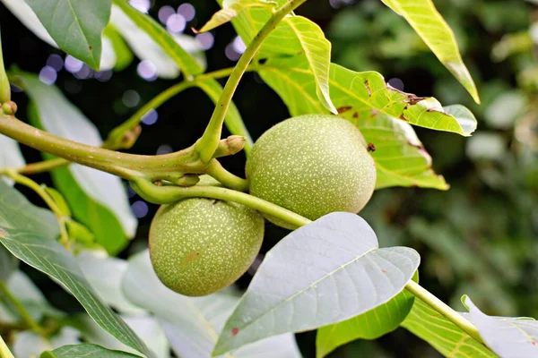 Zelené Ořechy Stromě — Stock fotografie