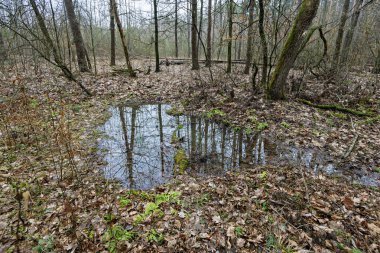 Yağmur sonrası ormanda küçük su birikintisi