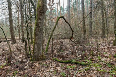 Ormanda devrilmiş yaşlı bir ağaç