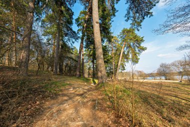 İlkbaharda çam ormanı