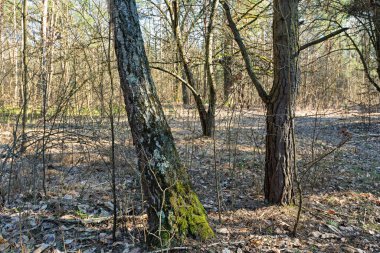 Ağaçlar ve devrilmiş geçen yılın yaprakları ilkbaharda ormanda